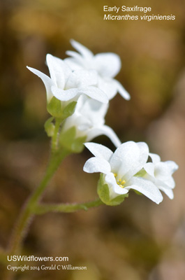 Micranthes virginiensis