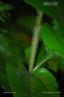 Helianthus atrorubens