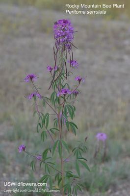 Peritoma serrulata