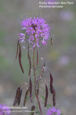 Peritoma serrulata