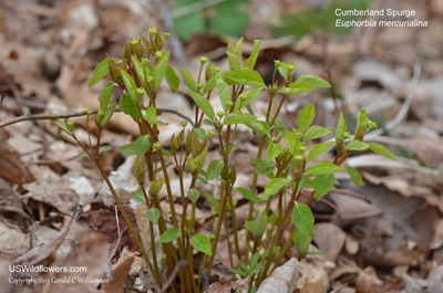 Euphorbia mercurialina