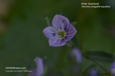 Veronica anagallis-aquatica