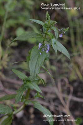 Veronica anagallis-aquatica