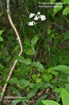 Penstemon digitalis