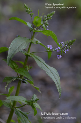 Veronica anagallis-aquatica