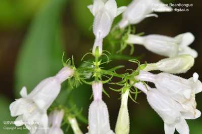 Penstemon digitalis