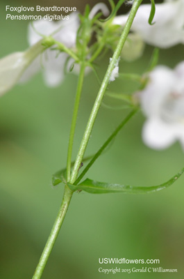 Penstemon digitalis