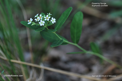 Euphorbia corollata