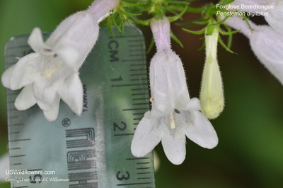 Penstemon digitalis