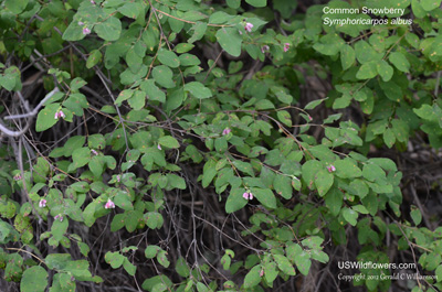 Symphoricarpos albus