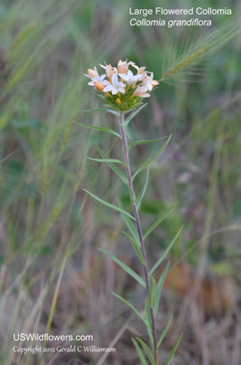 Collomia grandiflora