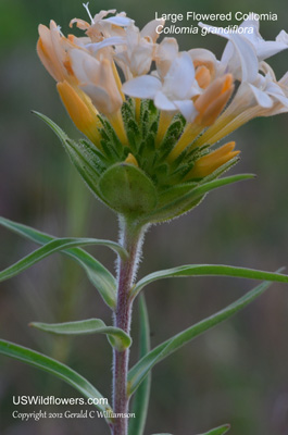 Collomia grandiflora