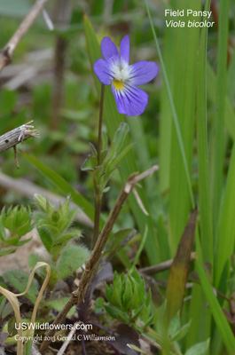 Viola bicolor