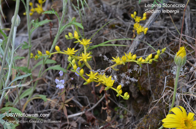 Sedum leibergii