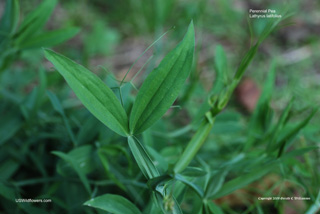 Lathyrus latifolius