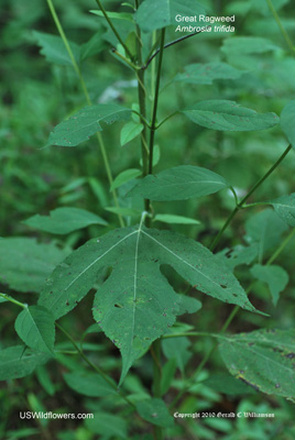 Ambrosia trifida