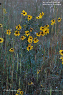 Helianthus angustifolius