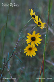 Helianthus angustifolius