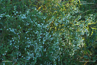 Symphyotrichum pilosum