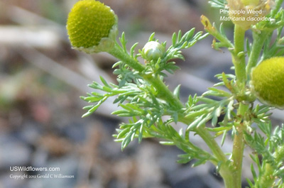 Matricaria discoidea