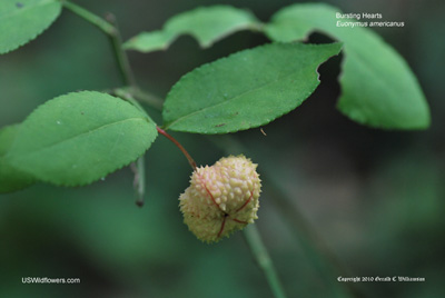 Euonymus americanus