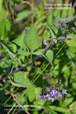 Solanum dulcamara