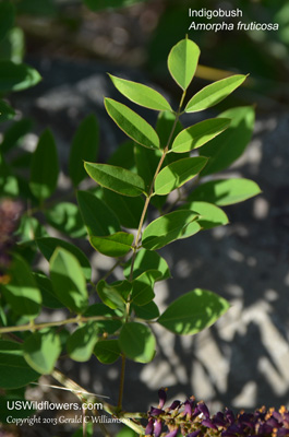 Amorpha fruticosa