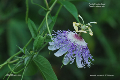 Passiflora incarnata