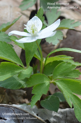 Anemone quinquefolia