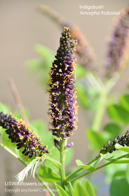 Amorpha fruticosa