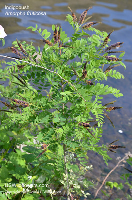 Amorpha fruticosa