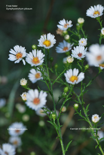 Symphyotrichum pilosum