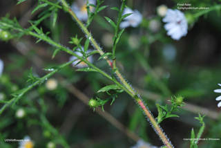 Symphyotrichum pilosum