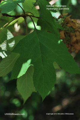 Hydrangea quercifolia