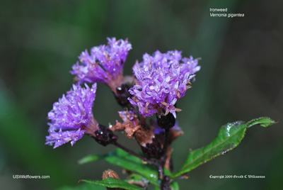 Vernonia gigantea