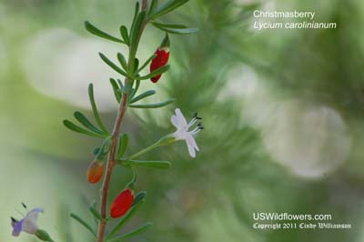 Lycium carolinianum