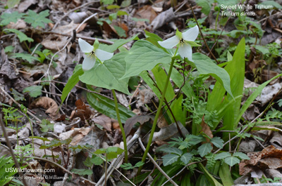 Trillium simile