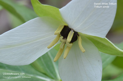 Trillium simile