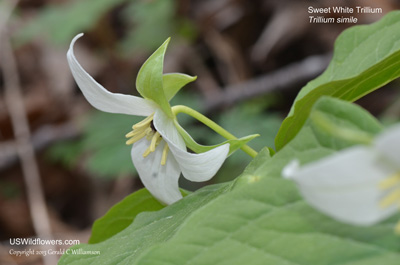 Trillium simile