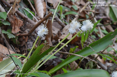 Cymophyllus fraserianus