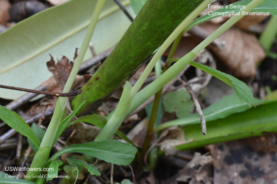 Cymophyllus fraserianus