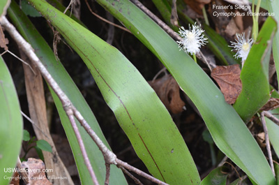 Cymophyllus fraserianus