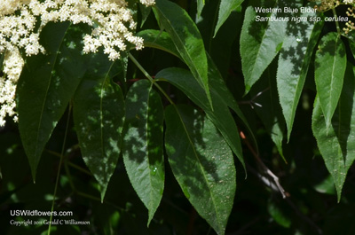 Sambucus nigra ssp cerulea