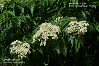 Sambucus nigra ssp cerulea