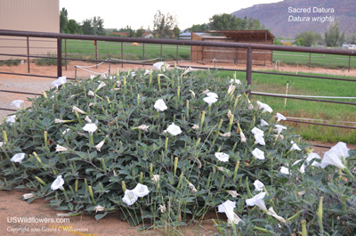 Datura wrightii