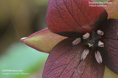 Trillium sulcatum