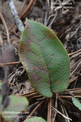 Epigaea repens