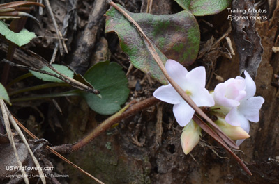 Epigaea repens