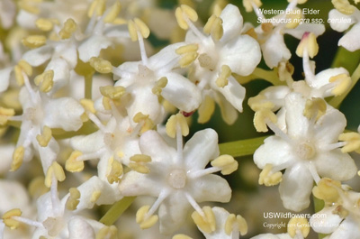 Sambucus nigra ssp cerulea