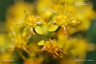 Solidago flexicaulis